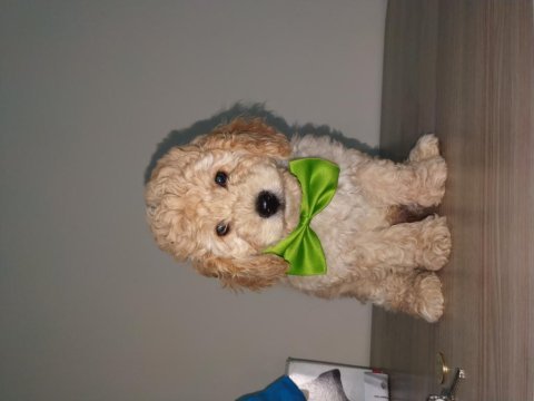 60 günlük yakışıklı poodle