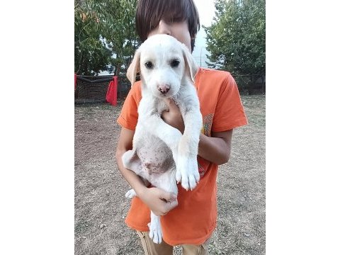 Kırma terrier anneden 5 tatlış yavru