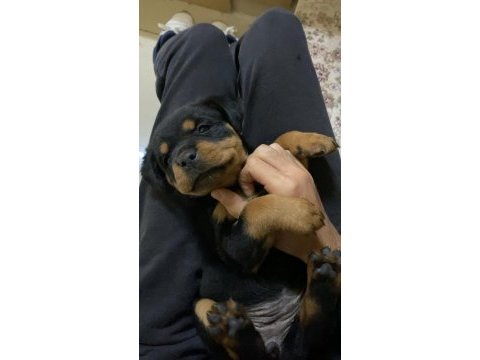 Rottweiler aşıları tam güçlü bağışlık sistemi