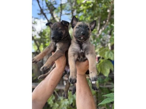 Malinois safkan bebekler her ile yollarım