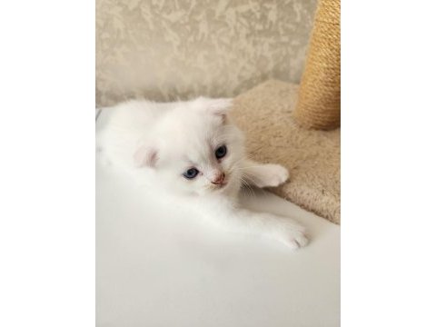 Bembeyaz sevimli scottish fold bebekler (1,5 aylık)