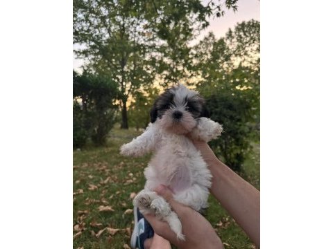 Yavru shih tzu sahiplendirilecek