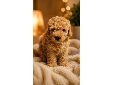 Yavru poodle