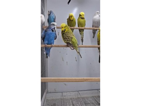 Show jumbo muhabbet kuşları