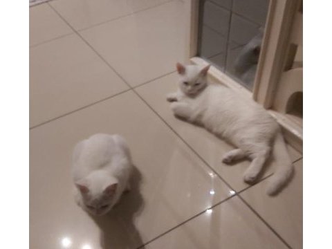 Sakin huylu dinginlik yaratan 3 aylık dişi yavru kediler