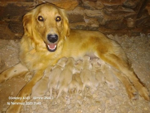 Golden retriever bebeklerimiz
