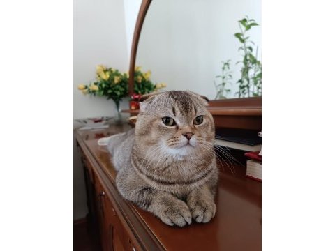 1 yaşındaki scottish fold oğluma eş arıyorum