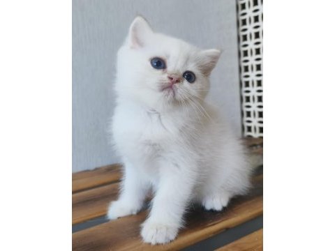 British shorthair ny12 33 erkek