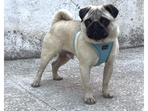 Genç erkek pug