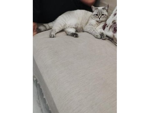 1 yaşında british shorthair