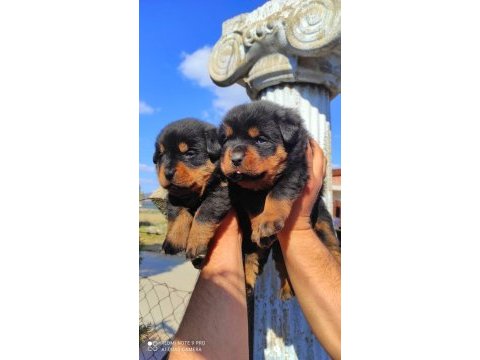 Macar kafa rottweiler yavrular