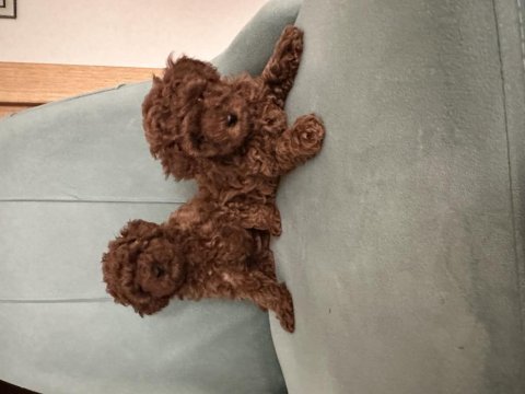 Teslime hazır prenses poodle köpekler
