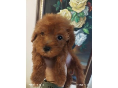 Red brown üst kalite toy poodle yavrular