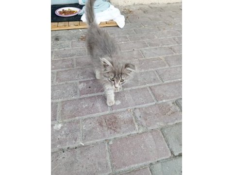 Sokağa terk edilmiş minik kedimiz için acil yuva