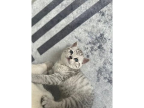 British shorthair bebeğimiz sahiplendirilecektir.
