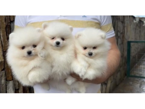 2 erkek 1 dişi pomeranian