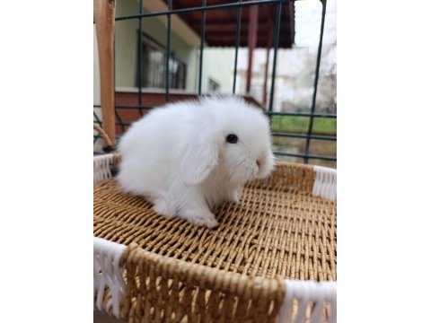 Hollanda teddy lop tavşan yavrular