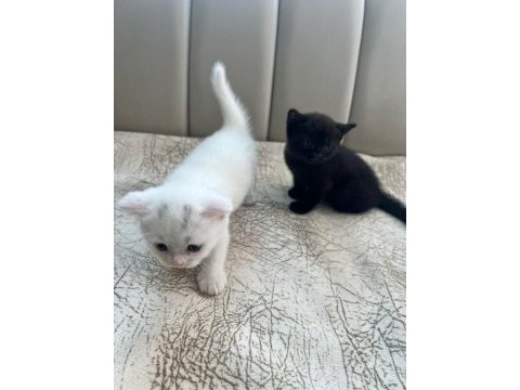 Oyuncu british shorthair yavrular