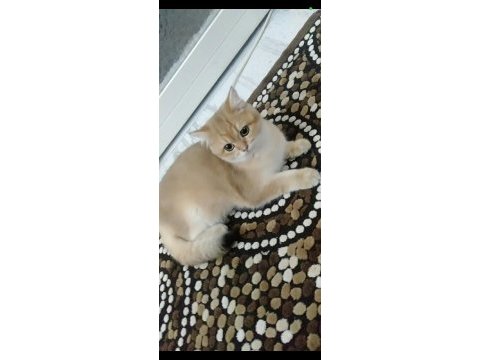 British golden shorthair ny 11 eva
