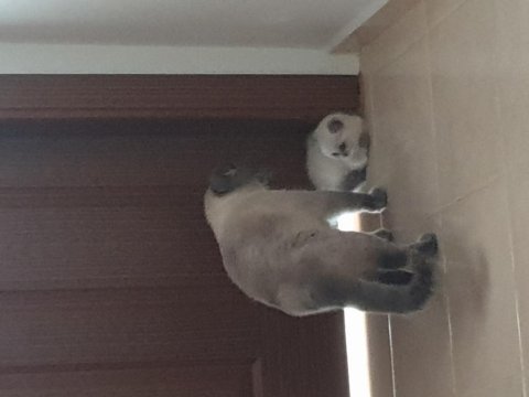 50 günlük erkek british shorthair