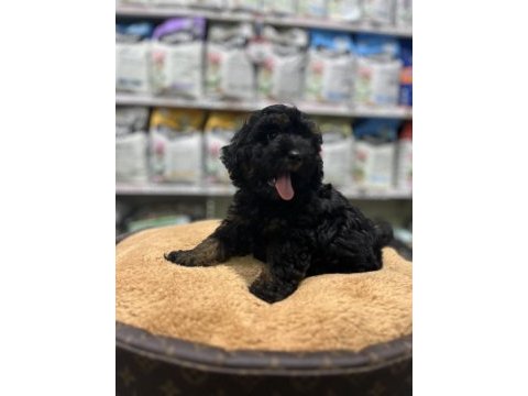 En nadir poodle rengi