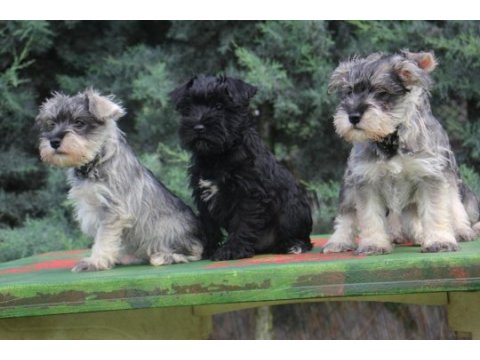 Secereli schnauzer yavrular