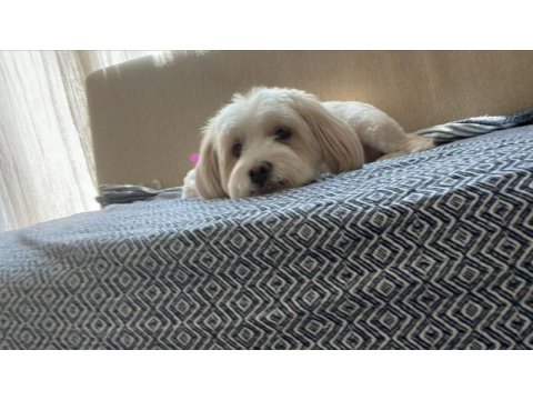 Terrier dişi kısır köpeğimiz