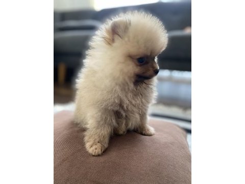 3 aylık minik pomeranian yavrumuz