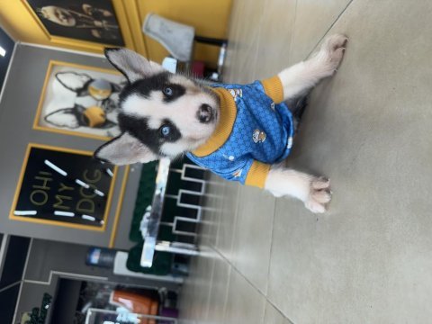 Mavi göz efsane husky yavrularım