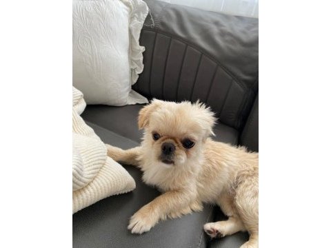 Pekinez köpeğimiz yeni sahibini arıyor