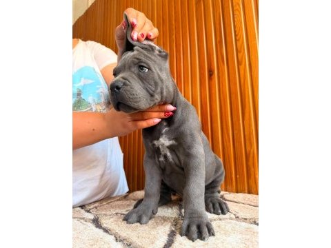 Cane corso türünün en iyilerinden 