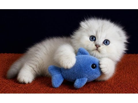 Scottish fold silver longhair