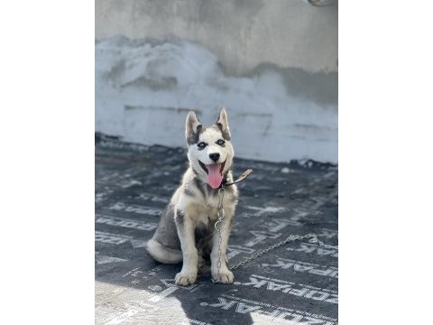 Safkan sibirya kurdu orjinal rusyadan getirdim