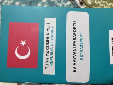 Kedimiz gofret için yuva arıyoruz