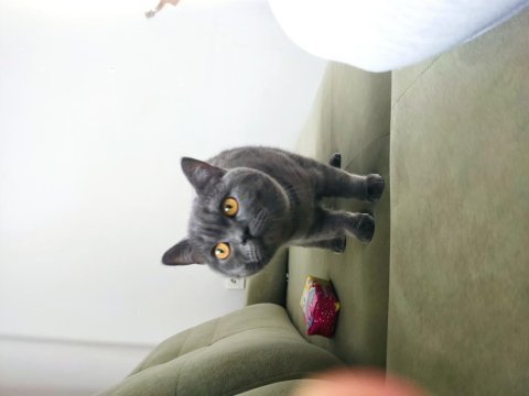 Erkek british shorthair