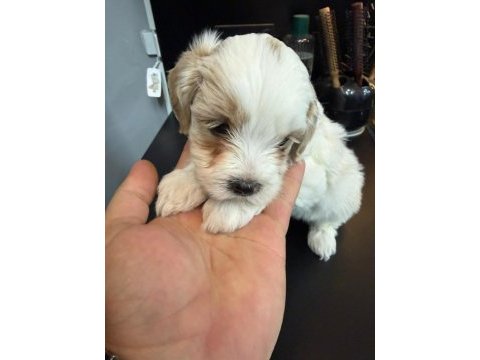 Maltese yavru