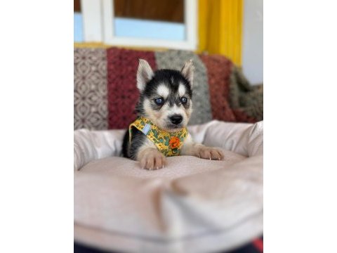 Mükemmel gözleriyle husky sibirya kurdu yavrularımız