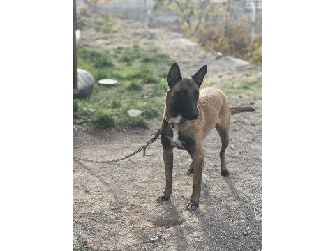 Tam bir aile köpeği / sosyal sevecen malinois