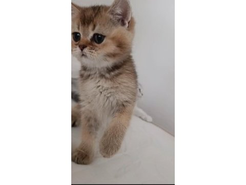 British shorthair yavrularımız