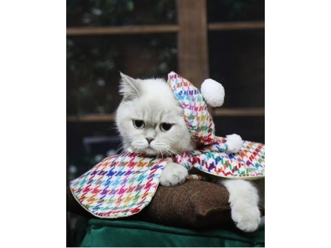 Dişi 2 aylık british longhair