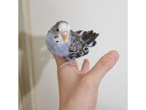 Yavru spangle erkek muhabbet kuşlarımız