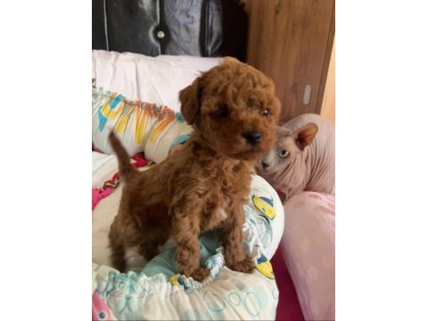 Temas bağımlısı dişi poodle bebek