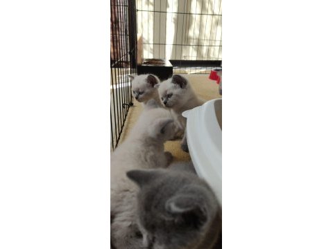 Cins kedi british shorthair