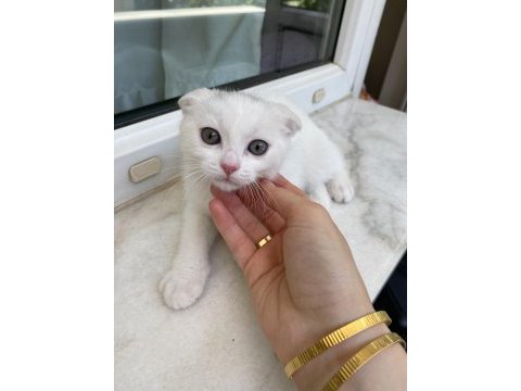 Kırık kulak beyaz yavru scottish fold