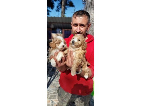 Maltipoo yavrularım