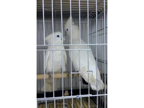 Kakadu papağanı 10 aylık