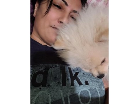 Pomeranian boo 4 aylık köpeğimiz