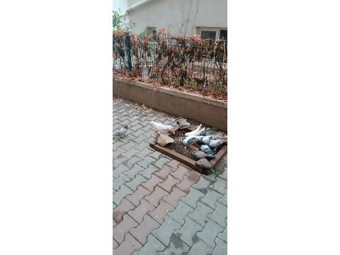 Uygun fiyatlı güzel kuşlar