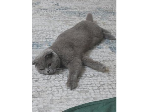 Scottish fold kedimiz 2 yaşında