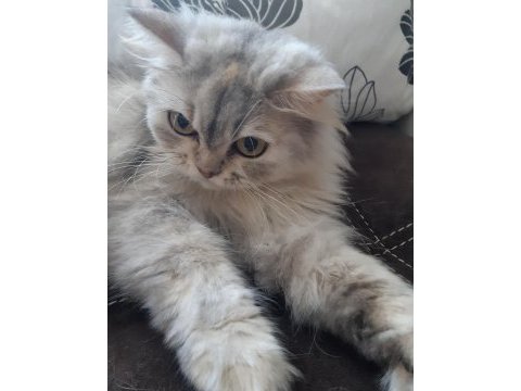 Çok güzel chinchilla kedim yeni yuvasını arıyor